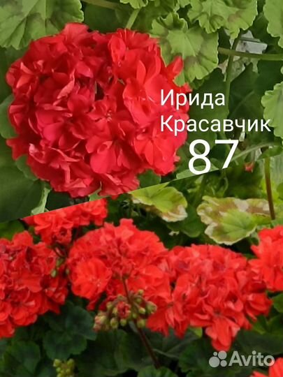 Пеларгония сортовая. Ирида Красавчик