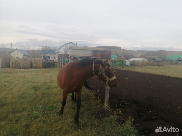 Продам лошадь с жеребенком