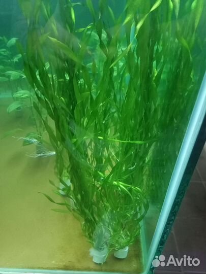 Валлиснерия, высокие растения в аквариум