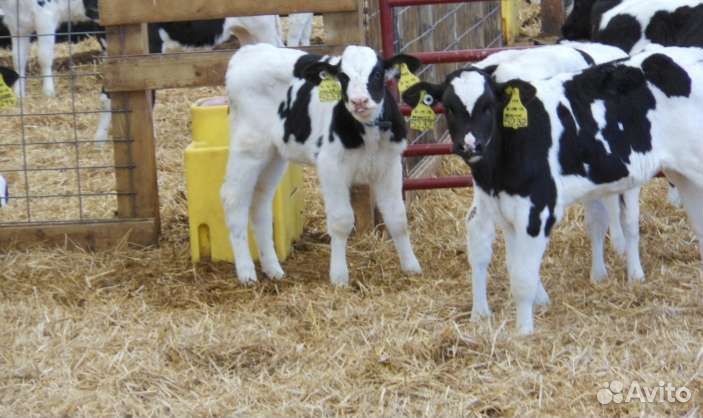 Бычки телята