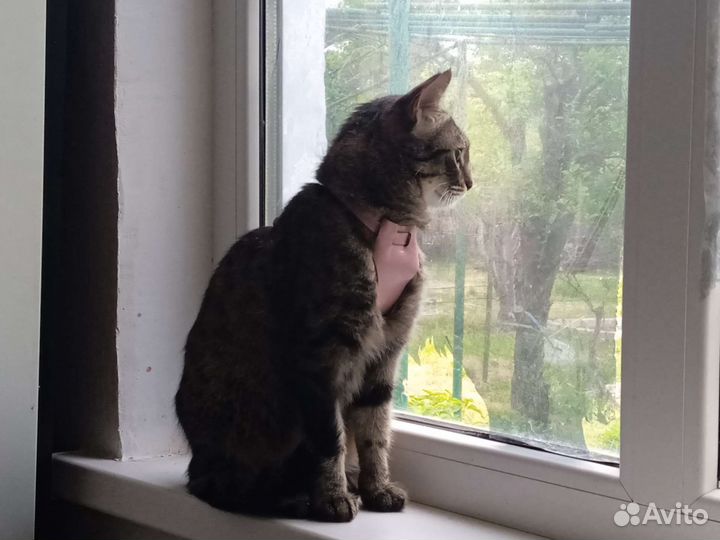 Кошка Дусенька