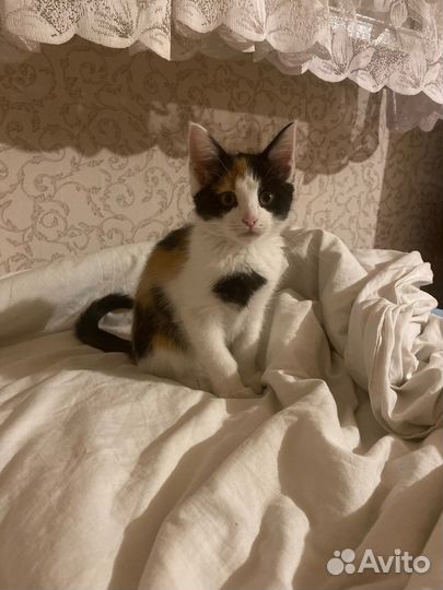 Котенок в добрые руки