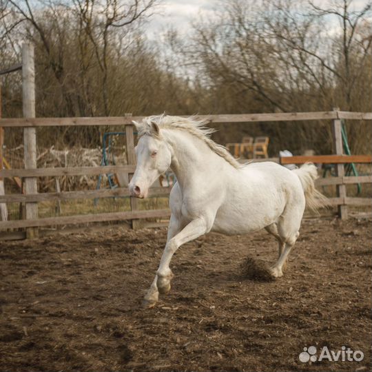 Щенки хаски