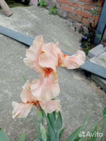 Хризантема