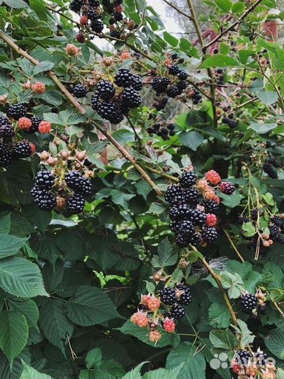 Саженцы Ежевика из питомника