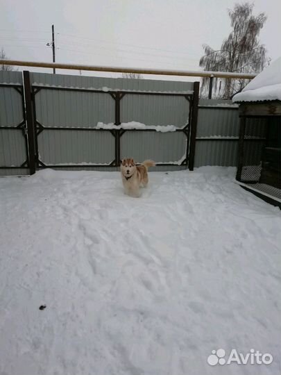 В добрые руки