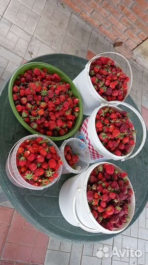 Рассада клубники