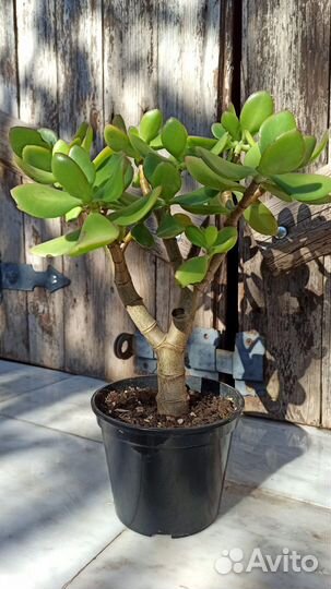 Денежные деревья (толстянка), домашние