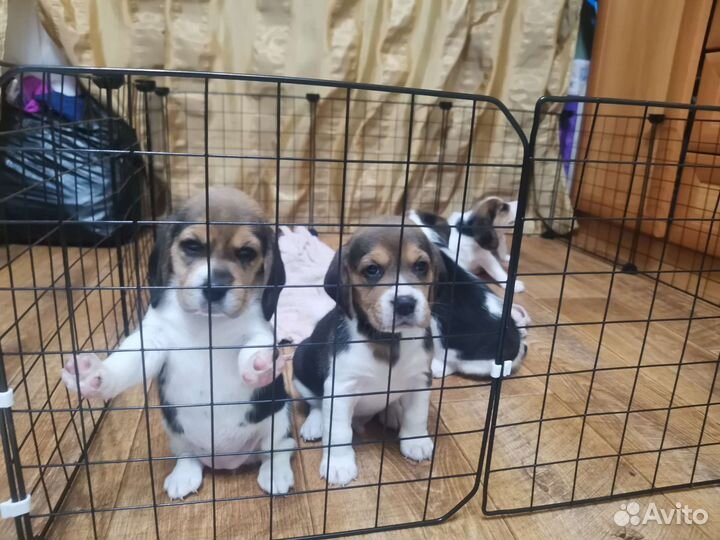 Щенки бигль