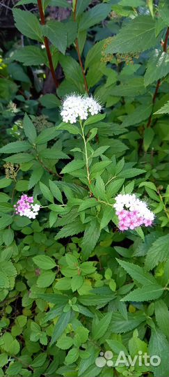 Декоративные растения для сада