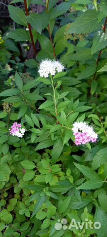 Декоративные растения для сада