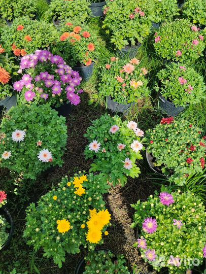 Хризантемы мультифлоры