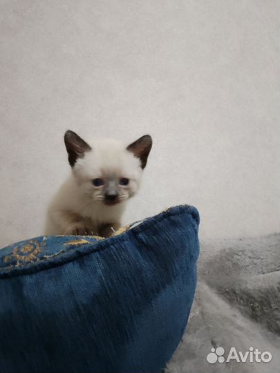 Тайские котята