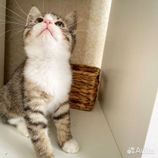 Котенок девочка ищет дом