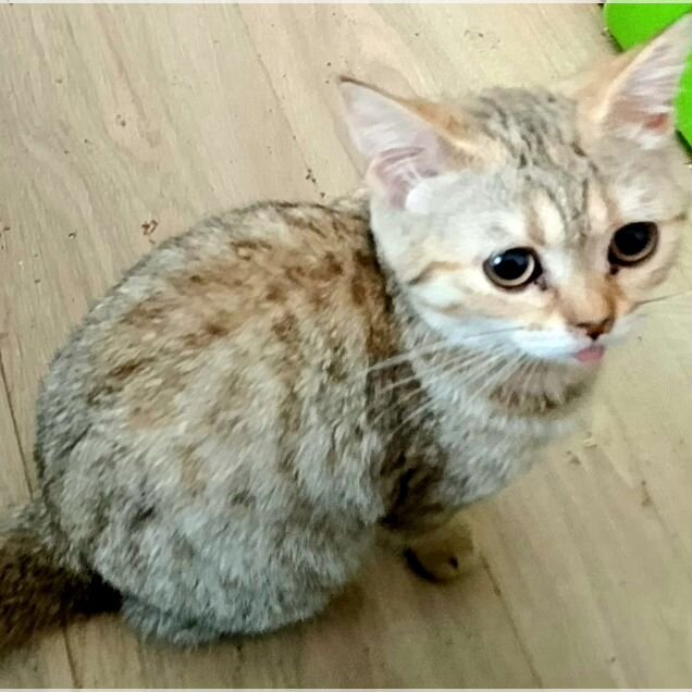 Шотландский прямоухий короткошёрстный котёнок