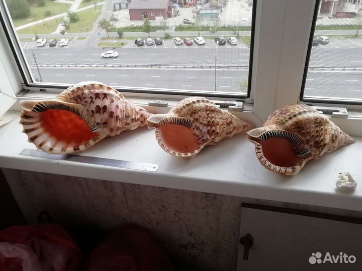 Коллекция ракушек