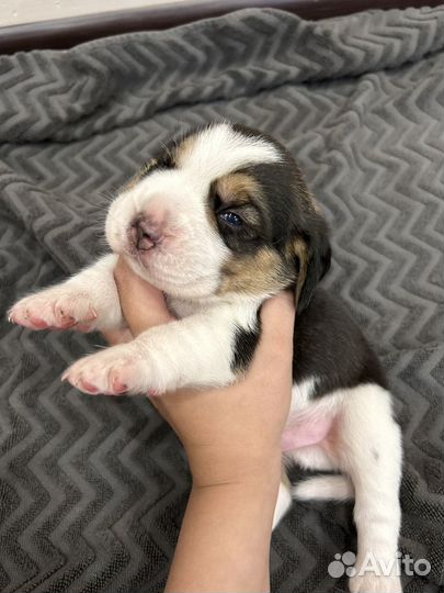 Щенки бигль