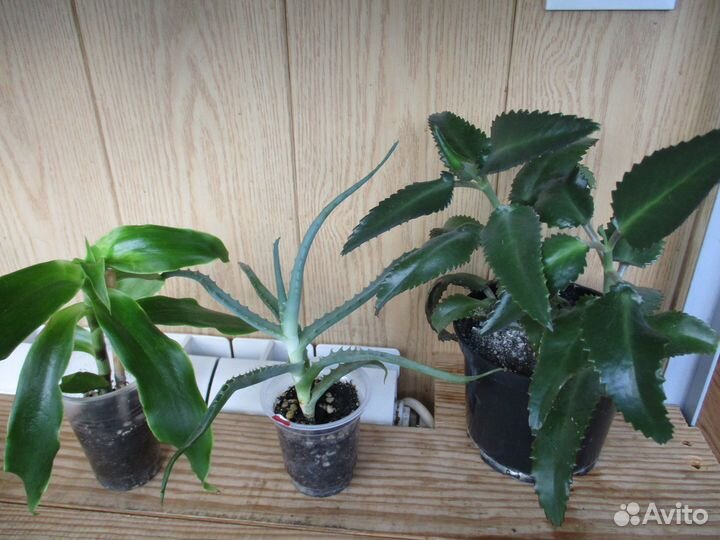 Комнатные цветы