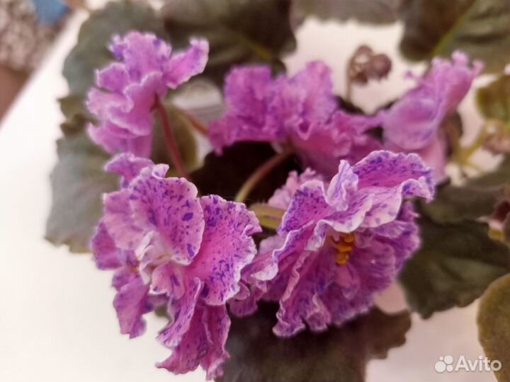 Сортовые фиалки