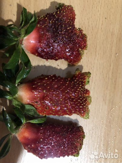 Саженцы земклуники Купчиха и Дар