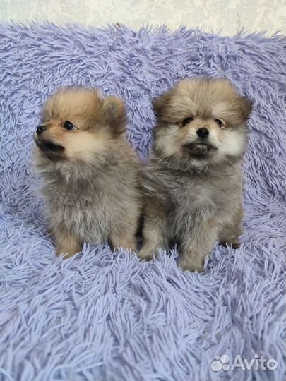 Собаки породы шпиц