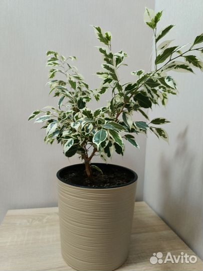 Фикус бенджамина