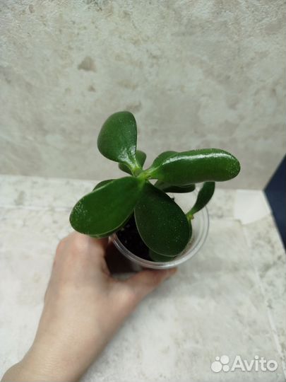 Красула толстянка