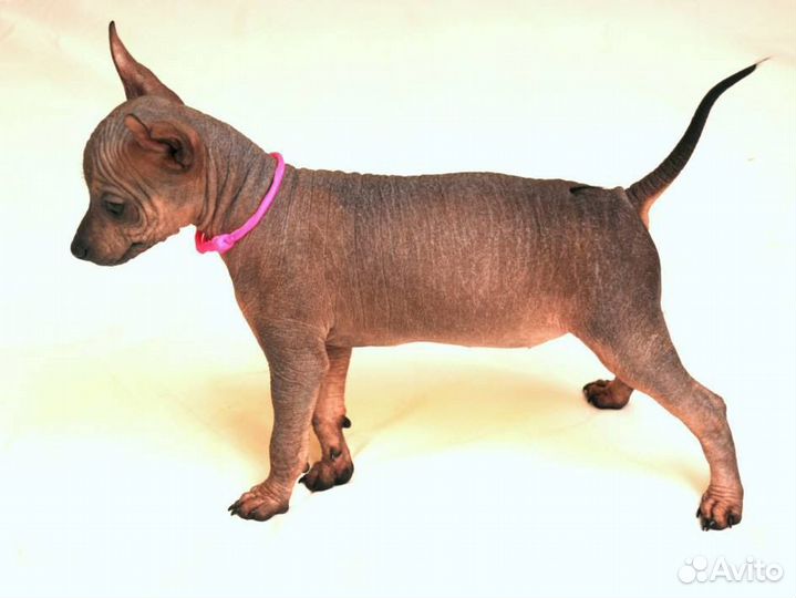 Ксолоитцкуинтли мексиканская голая