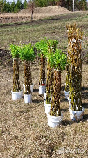 Плетеная ива пальма