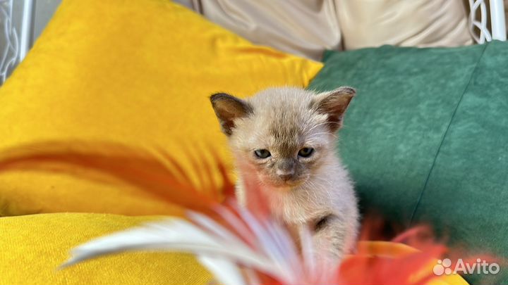 Шоколадный домашний Симба - котенок бурмы