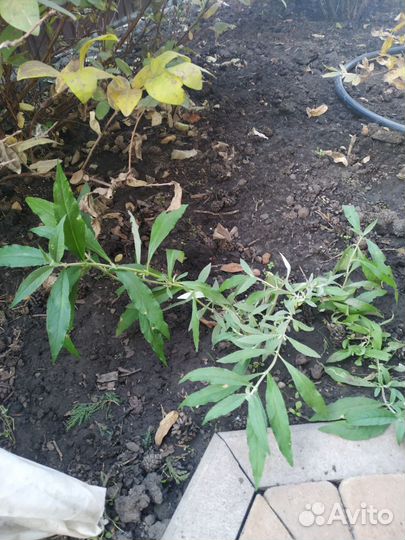 Декоративные кустарники