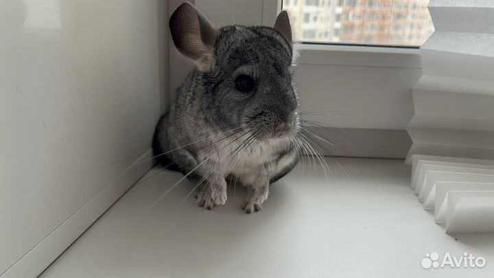 Шиншилла с клеткой