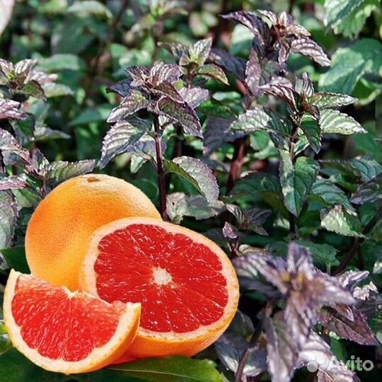 Мята перечная ментоловая Black Mitcham