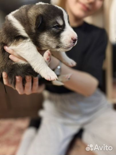 Щенки маламут