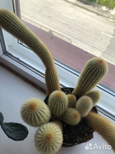 Кактусы многолетние