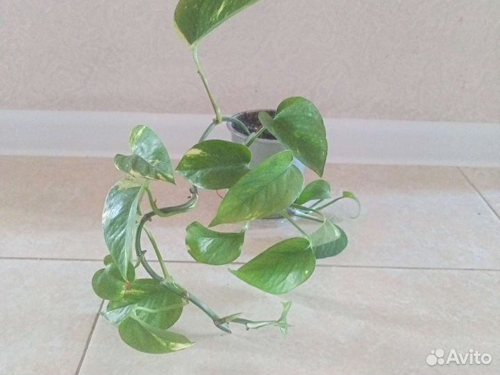 Распродажа излишков