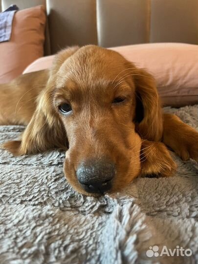 Ирландский сеттер