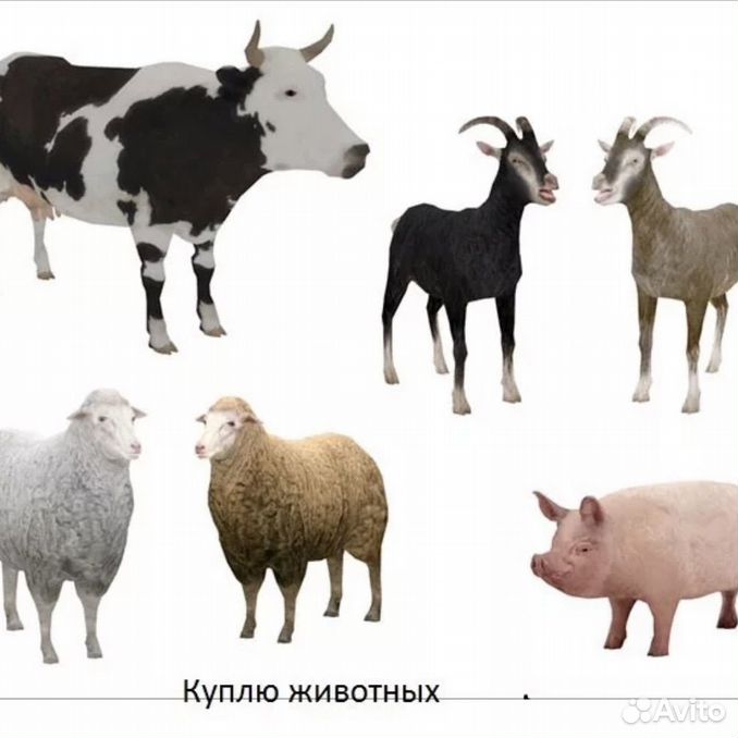Як бык коза баран корова. Коровы овцы козы. Корова свинья коза. Корова овца лошадь. Свиньи овцы и козы.