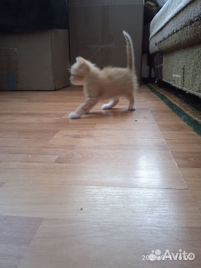 Котята 2 мес