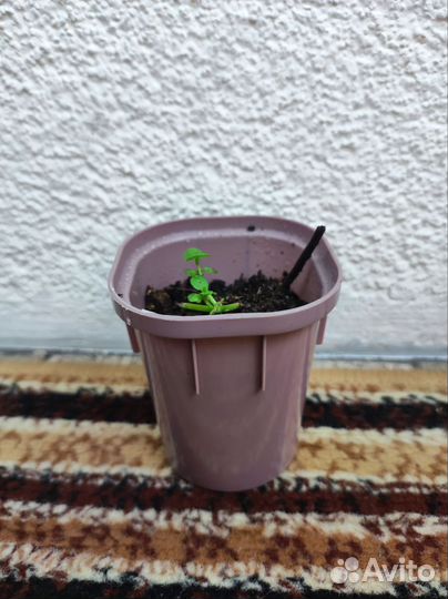 Мята сортовая