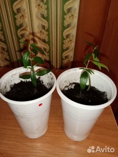 Декабрист шлюмбергера и другие растения