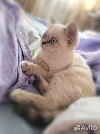 Шотландская кошечка окрас Блю поинт