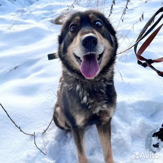 Собака Луна