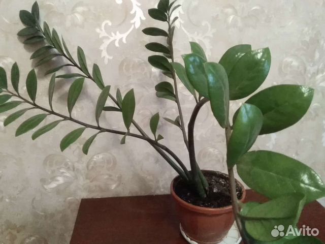 Замиокулькас, долларовое дерево