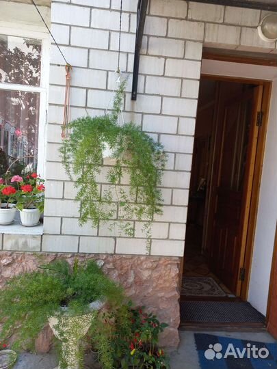 Аспарагус мейера