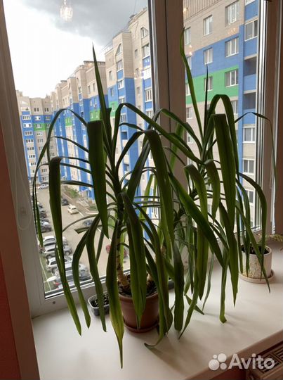 Пальма юкка