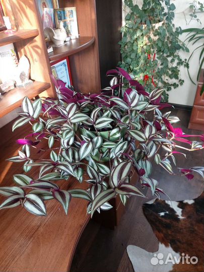 Традесканция