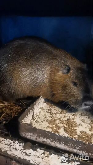 Нутрии на племя и мясо
