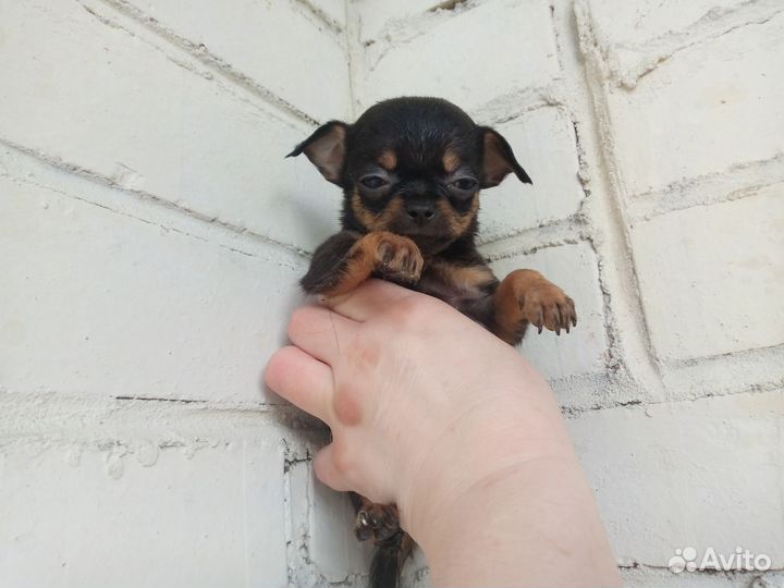 Чихуахуа мини