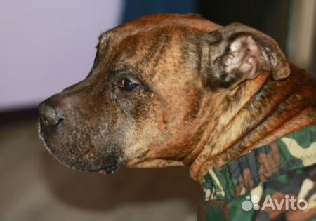 Объектив для Canon Yongnuo автофокус новый